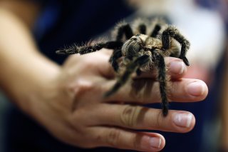 Des centaines d'espèces de mygales sont en vente sur Internet (archives).