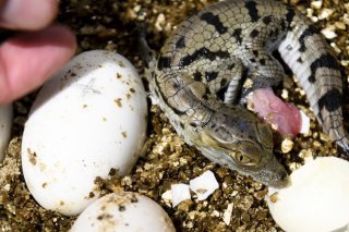 Aquatis à Lausanne est un des seuls vivariums à avoir un couple de crocodiles sacrés, ou crocodiles d'Afrique de l'Ouest, que l'on ne confond plus officiellement depuis 2011 avec le crocodile du Nil, et le seul à en élever (archives).
