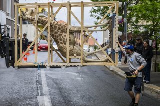Scène pour le moins insolite dans les rues de La Chaux-de-Fonds: une entreprise de déménagement a transporté une girafe empaillée vers le Muzoo, site qui va réunir le Bois du Petit-Château et le Musée d'histoire naturelle.
