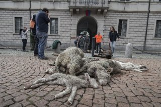 L'attaque avait suscité l'indignation des paysans, qui ont déposé plusieurs moutons tués devant le siège du gouvernement à Bellinzone, en signe de protestation (archives).