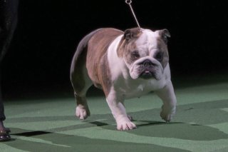 Le bulldog est aujourd'hui parmi les plus prisés au Royaume-Uni (archives).