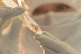 L'origine géographique de la peste noire qui a ravagé l'Europe au Moyen Age a été découverte grâce à l'ADN dentaire de sept squelettes trouvés au Kirgizisthan. (archives)