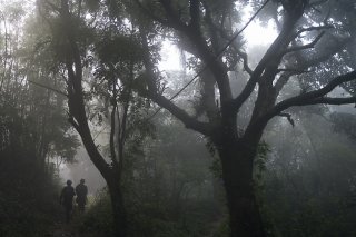 Une forêt proche de Rio de Janeiro. Les arbres retrouvés fossilisés appartiennent à une espèce disparue qui n'avait ni fruit, ni fleur, ni graine (image d'illustration).