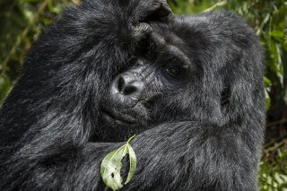 La protection des grands singes, cousins de l'être humain, est une responsabilité collective, a déclaré la directrice de l'Unesco. (archives)