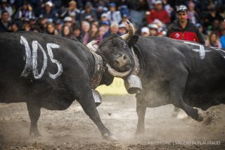 Un combat d'été est prévu à Tortin ce dimanche 20 août