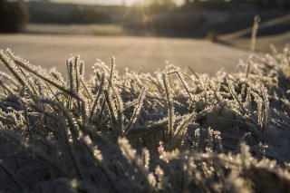 Des dommages causés par le gel tardif ne sont pas exclus (archives). KEYSTONE/MARCEL BIERI