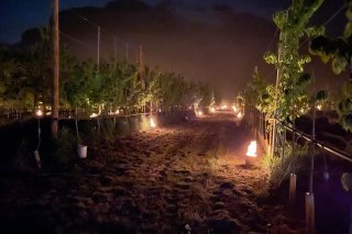 Les arboriculteurs ont dû se parer contre le risque de gel , ici avec les chaufferettes à Vétroz